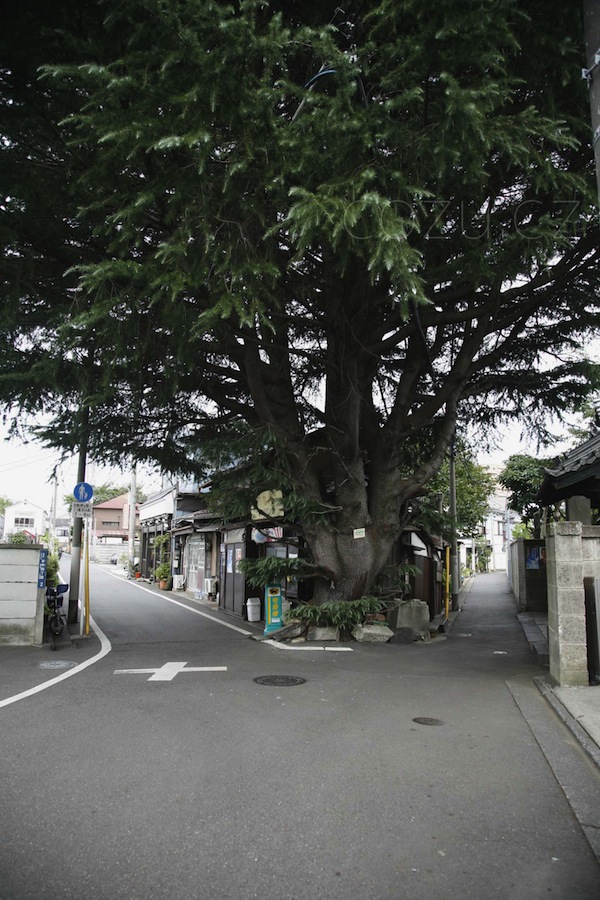 三叉路のヒマラヤ杉