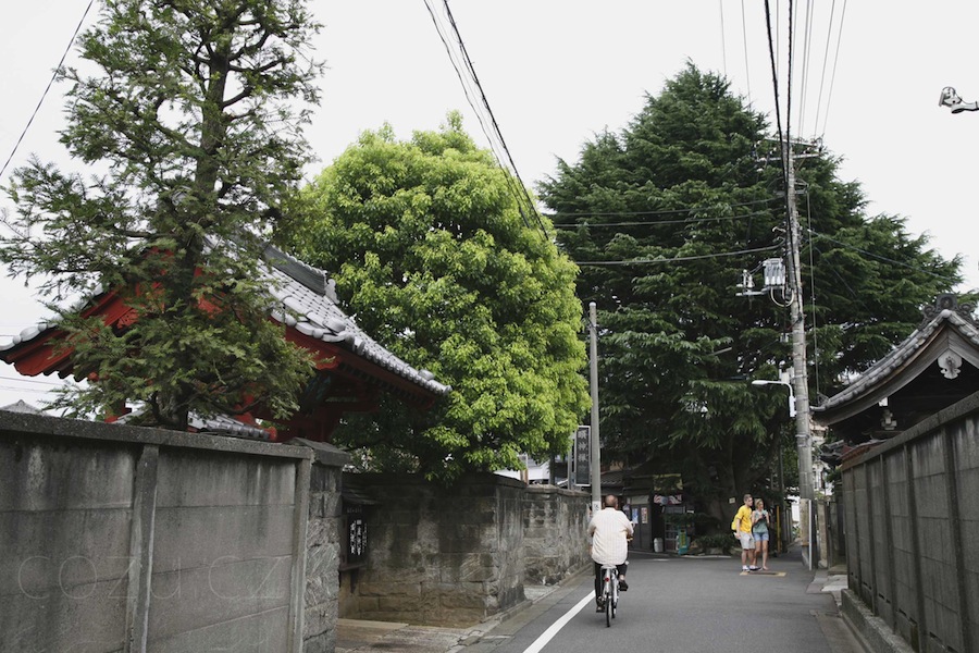 三叉路のヒマラヤ杉遠景